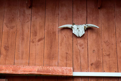 View of animal skull on wooden door