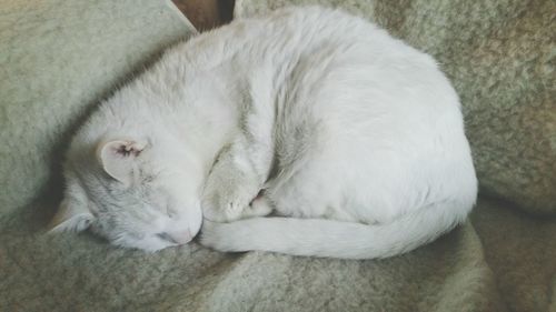 Close-up of cat sleeping on blanket