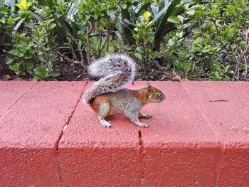 Squirrel on wall