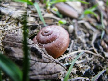 Close-up of snail on land