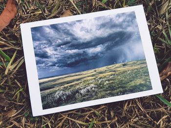 Close-up of grass on field