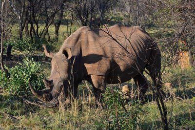 Rhinoceros standing on field