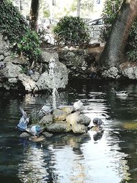 Duck swimming in lake