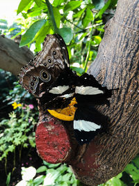 Close-up of butterfly on plant