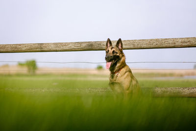 Dog on grass against clear sky