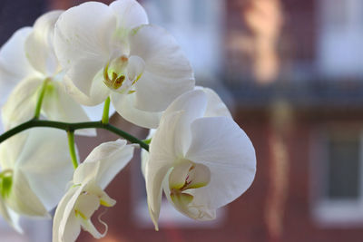 Close-up of white rose flower