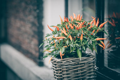 Close-up of potted plant