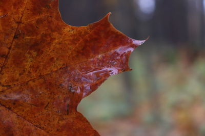 Close-up of wet maple leaf on tree during autumn