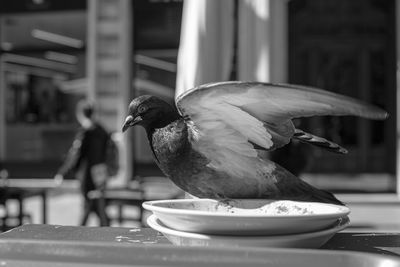 Close-up of bird eating food