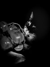 Close-up portrait of a cat