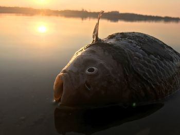 Close-up of fish on sea against sky during sunset
