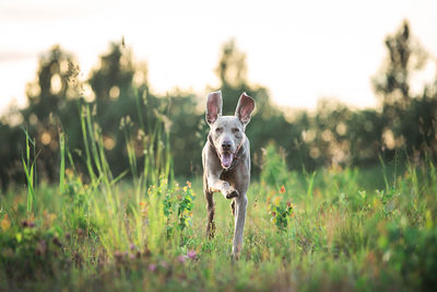 Portrait of dog running on field