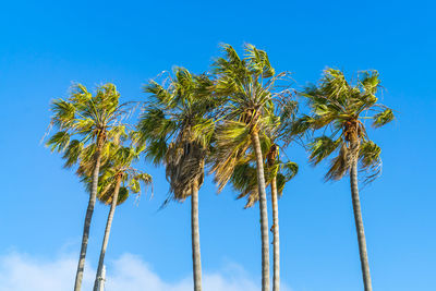 Low angle view of coconut palm tree against blue sky