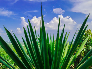 Close-up of grass growing on field against sky