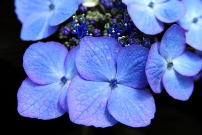 Close-up of colorful flowers