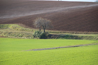 Scenic view of agricultural field