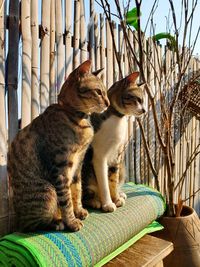 View of a cat sitting outdoors