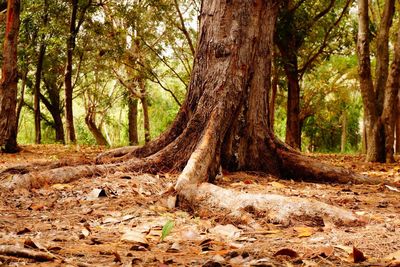 Trees in forest