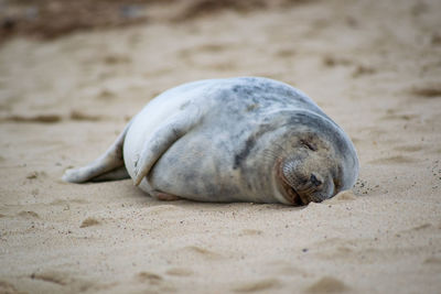 Close-up of animal sleeping on beach