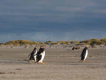 View of birds on beach