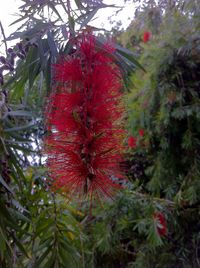 Close-up of red flowers against trees