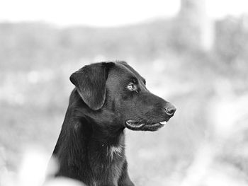 Close-up of dog