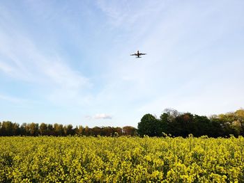 Low angle view of airplane flying over green landscape against sky during sunny day