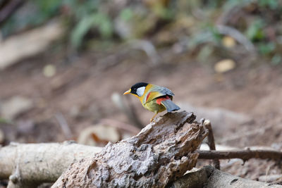 Close-up of bird perching outdoors