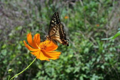 Butterfly on flower