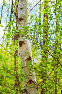 Low angle view of ivy on tree trunk in forest