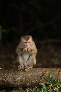 Wild monkeys are lounging and eating on the ground. in khao yai national park, thailand