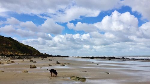 Dog on beach against sky