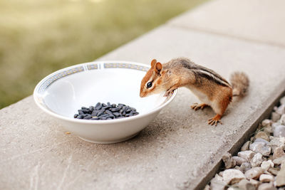 Cute small striped brown chipmunk eating sunflower seeds from plate. wild animal in nature outdoor.