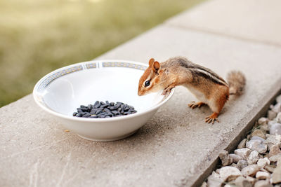 High angle view of squirrel eating food