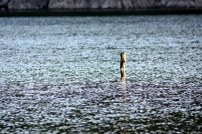 Close-up of duck swimming on lake