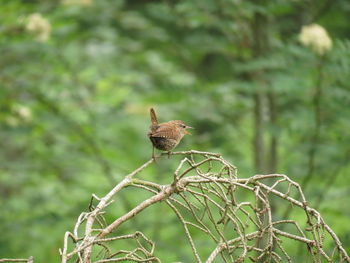 Close-up of bird perching on tree