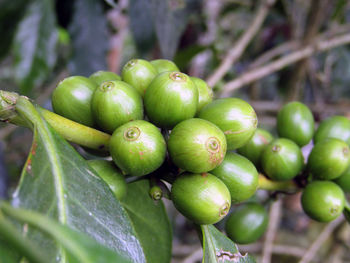 Close-up of fresh green fruits on plant