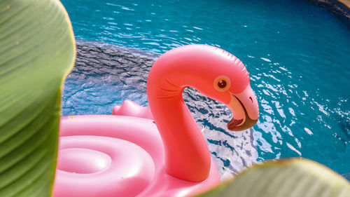 High angle view of a bird in a swimming pool