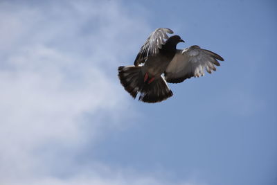 Low angle view of eagle flying in sky