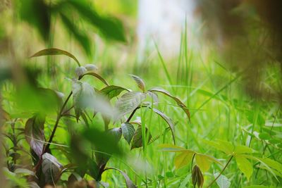 Close-up of plants growing on field