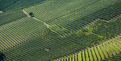 High angle view of vineyard