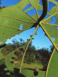 Low angle view of leaves against sky