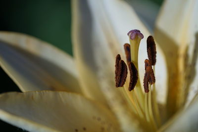 Close-up of flower