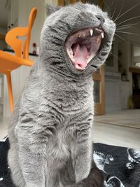 Close-up of a cat looking away