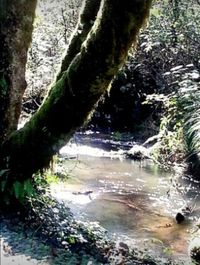 River flowing through forest