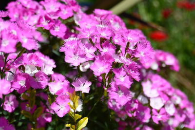 Close-up of pink flowers