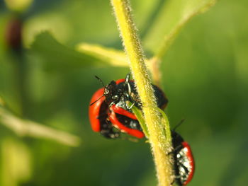 Close-up of insect on plant