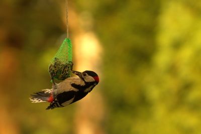 Close-up of woodpecker perching on bird feeder