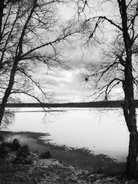 bare tree