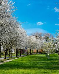 View of cherry trees in park